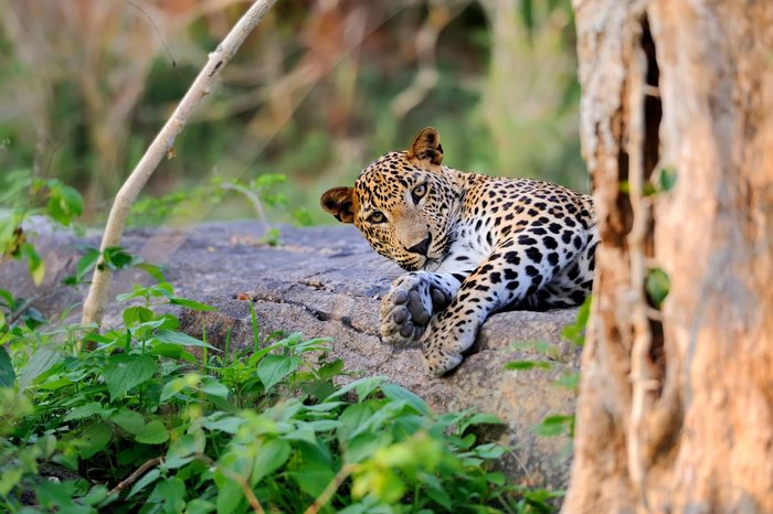 Wildleopard auf Sri Lanka