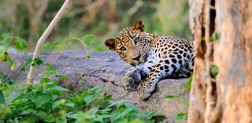Wildleopard auf Sri Lanka