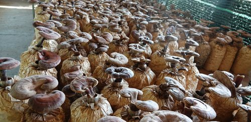 Mekongdelta Pilze auf einer Farm