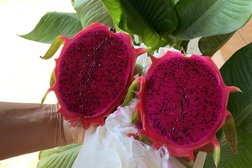 Drachenfrucht frisch vom Baum Drachenfrucht frisch vom Baum