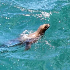 Seeloewe bei Puerto Madryn