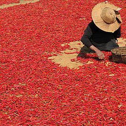 Chili am Markt in Myanmar