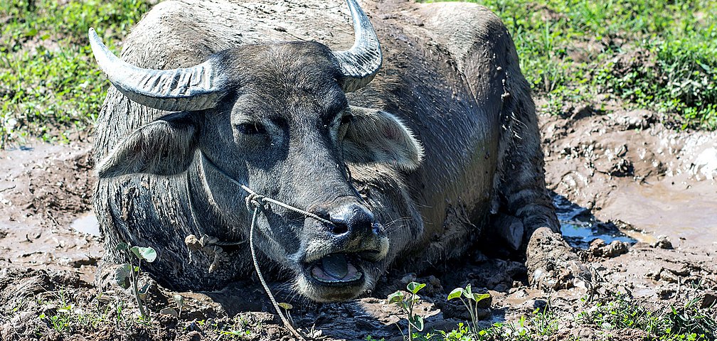 Wasserbüffel auf Don Det im eindrucksvollen Südlaos