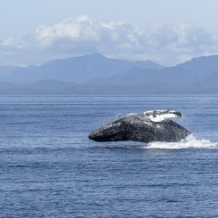 Wale Azoren