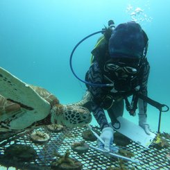 Adopt a Coral - Programm des The Taraas auf Redang Island Malaysia
