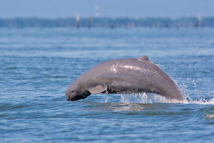 Irrawaddy Delphin im Mekong nahe Kratie