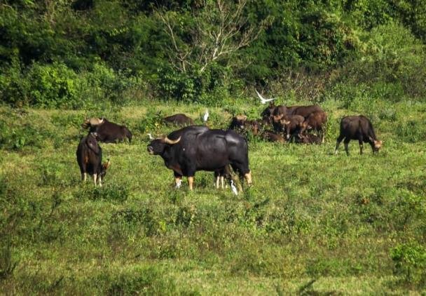 Wildtiersafari im Kuiburi Nationalpark - Gaure sind die größten lebenden Vertreter der Rinder