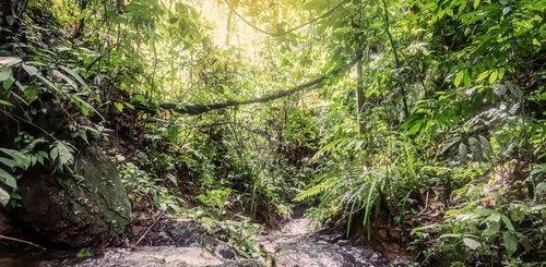 Dschungel Gunung Leuser Sumatra