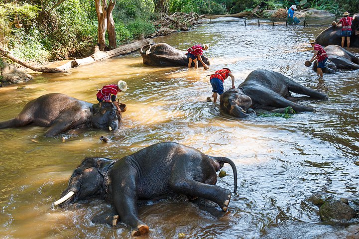 Maesa Elefanten Camp in Chiang Mai Thailand