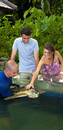 Gaya Island Resort eigenes Marinecenter mit Schildkrötenschutzstation