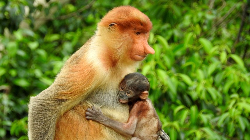 Borneo Nasenaffe Borneo Nasenaffe