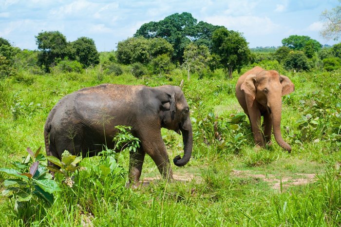 Elefanten im Nationalpark auf Sri Lanka