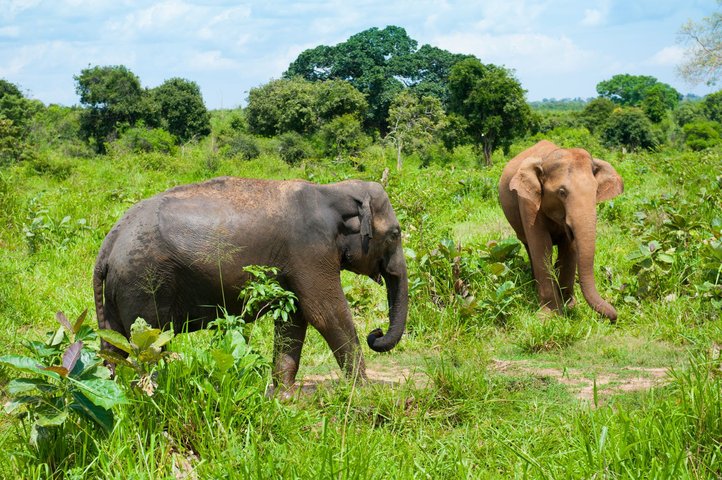 Elefanten im Nationalpark auf Sri Lanka