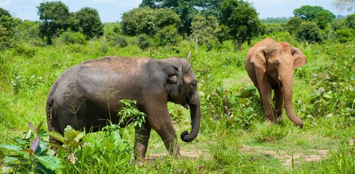 Elefanten im Nationalpark auf Sri Lanka