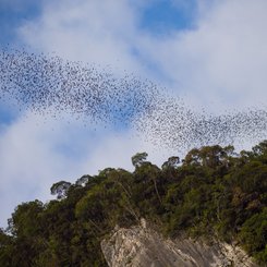 Ausflug der Fledermäuse in der abendlichen Dämmerung Mulu Nationalpark