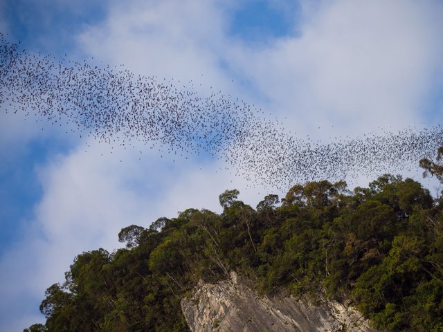 Ausflug der Fledermäuse in der abendlichen Dämmerung Mulu Nationalpark