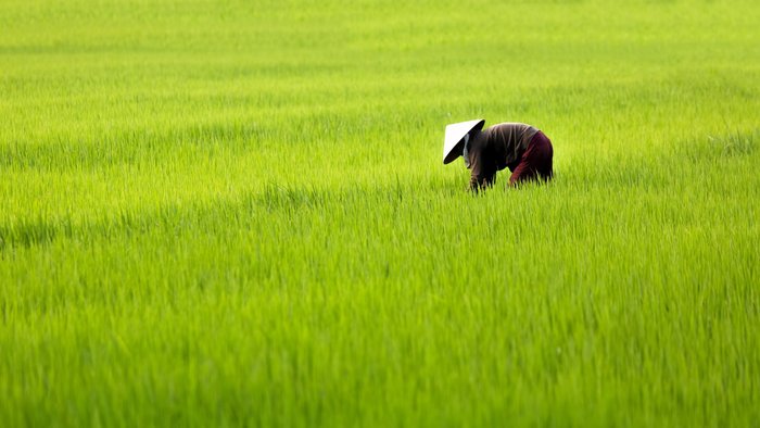 Reisfeld Vietnam. Reis ist allgegenwärtig in Südostasien und die Grünschattierungen der Felder sind immer tolle Fotomotive bei einer Asien-Rundreise
