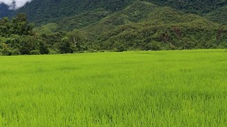 Grün in allen Schattierungen. Faszinierende Natur gehört zu Laos Reisen dazu.
