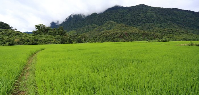 Reisfeld in Laos