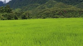 Grün in allen Schattierungen. Faszinierende Natur gehört zu Laos Reisen dazu.