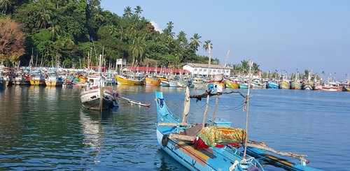 Szene mit Fischerbooten im Hafen Sri Lanka