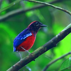 Granat Pita Vogel im Taman Negara Nationalpark