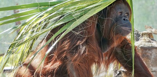 Orang Utan in Borneo