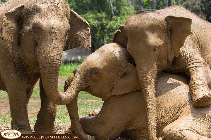 Begegnung mit den Elefanten im Elephant Hills Camp