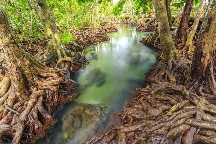 Bootstour in den Mangroven im Sam Roi Nationalpark in Thailand