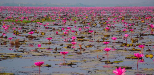 Seerosen am Kumphawapi See Nordostthailand 