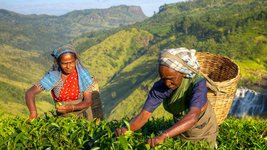 Teepflückerinnen Sri Lanka