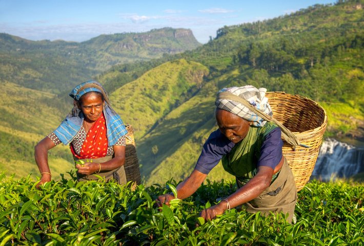 Teepflückerinnen Sri Lanka