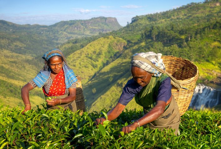 Teepflückerinnen Sri Lanka Teepflückerinnen Sri Lanka