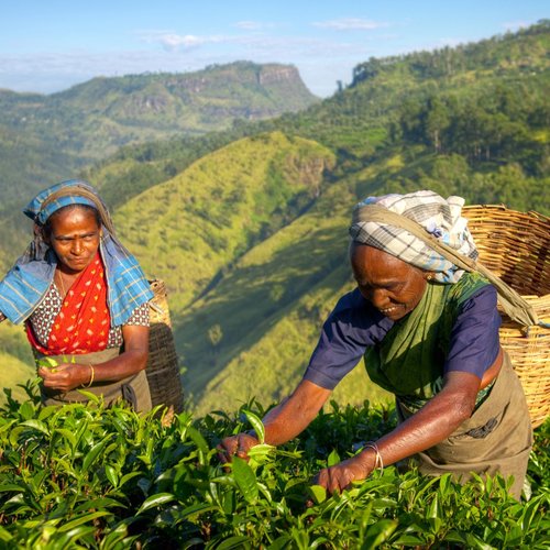 Teepflückerinnen Sri Lanka