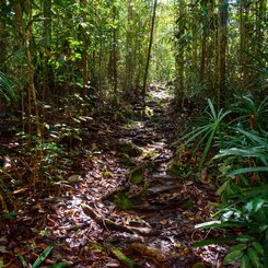 im Kutai Nationalpark im Osten Borneos gehen Sie auf die Suche nach frei lebenenden Orang Utans