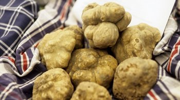 Trueffel Piemont |Foto 16895894 © Lognetic | Dreamstime.com