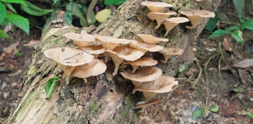 Vegetation Regenwald Taman Negara