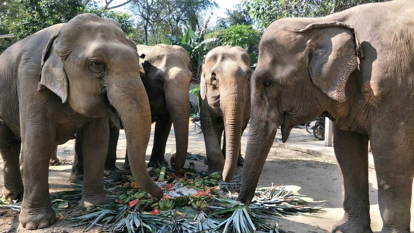 Elephant Haven Kanchanaburi
