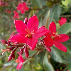 Jatropha im Königlichen Botanischen Garten in Kandy Sri Lanka