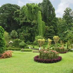 der Königliche Botanische Garten in Kandy - sollten Orchideenliebhaber bei einer Sri Lanka Reise nicht verpassen