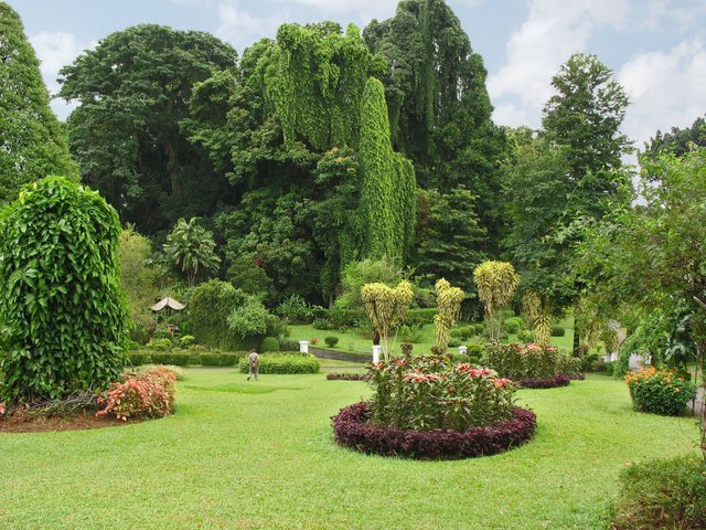 Königlicher Botanischer Garten Kandy der Königliche Botanische Garten in Kandy - sollten Orchideenliebhaber bei einer Sri Lanka Reise nicht verpassen