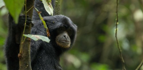 gefährdeter Grosser Gibbon auf Sumatra im Gunung Leuser Nationalpark