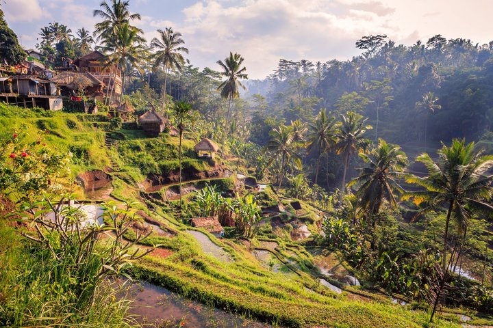 Bali Reisfelder bei Ubud