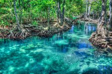 Mangroven Thailand Mangroven Thailand