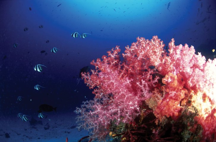 Unterwasserwelt Thailand Amazing Thailand