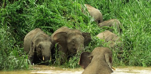 Zwergelephanten in Malaysia im Norden von Borneo in der Region Sandakan