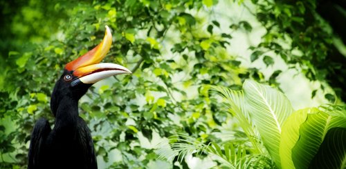 Nashornvogel Borneo