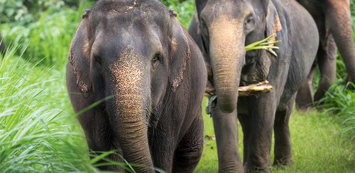 Einmalige Begegnung mit den Elefanten Elephant Hills Camp