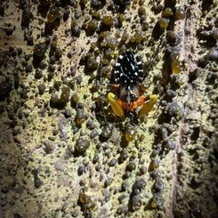 der Regenwald bei Nacht