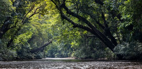 Regenwald Malaysia